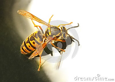 The Wasp. Stock Photo